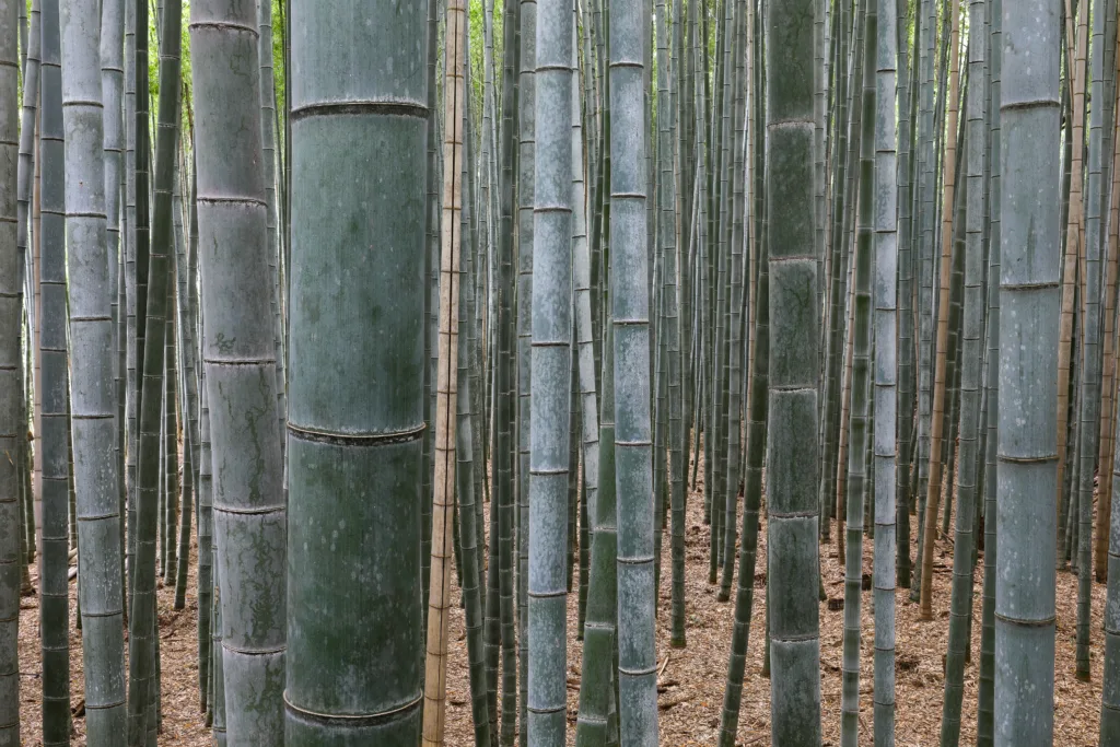 Kyoto en 24 horas: de los templos al valle de Arashiyama