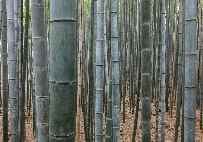 Kyoto en 24 horas: de los templos al valle de Arashiyama