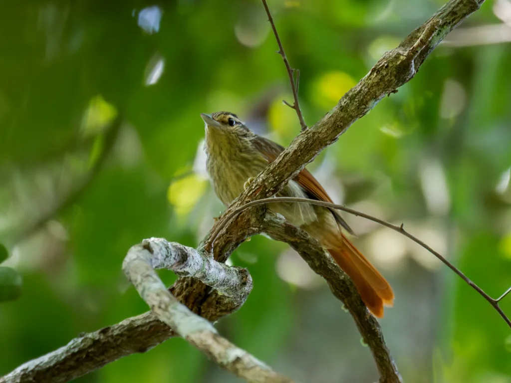 Un día inmerso en la selva de Machadinho d'Oeste