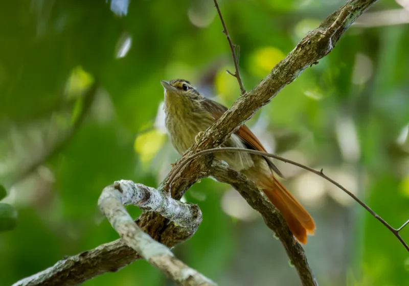 Un día inmerso en la selva de Machadinho d'Oeste